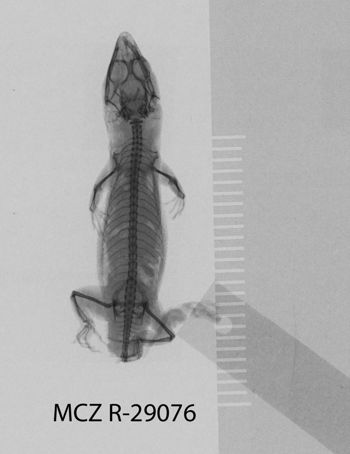 Media type: image;   Herpetology R-29076